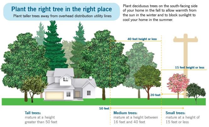 Right Tree Right Place